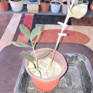 Black Raven ZZ plant